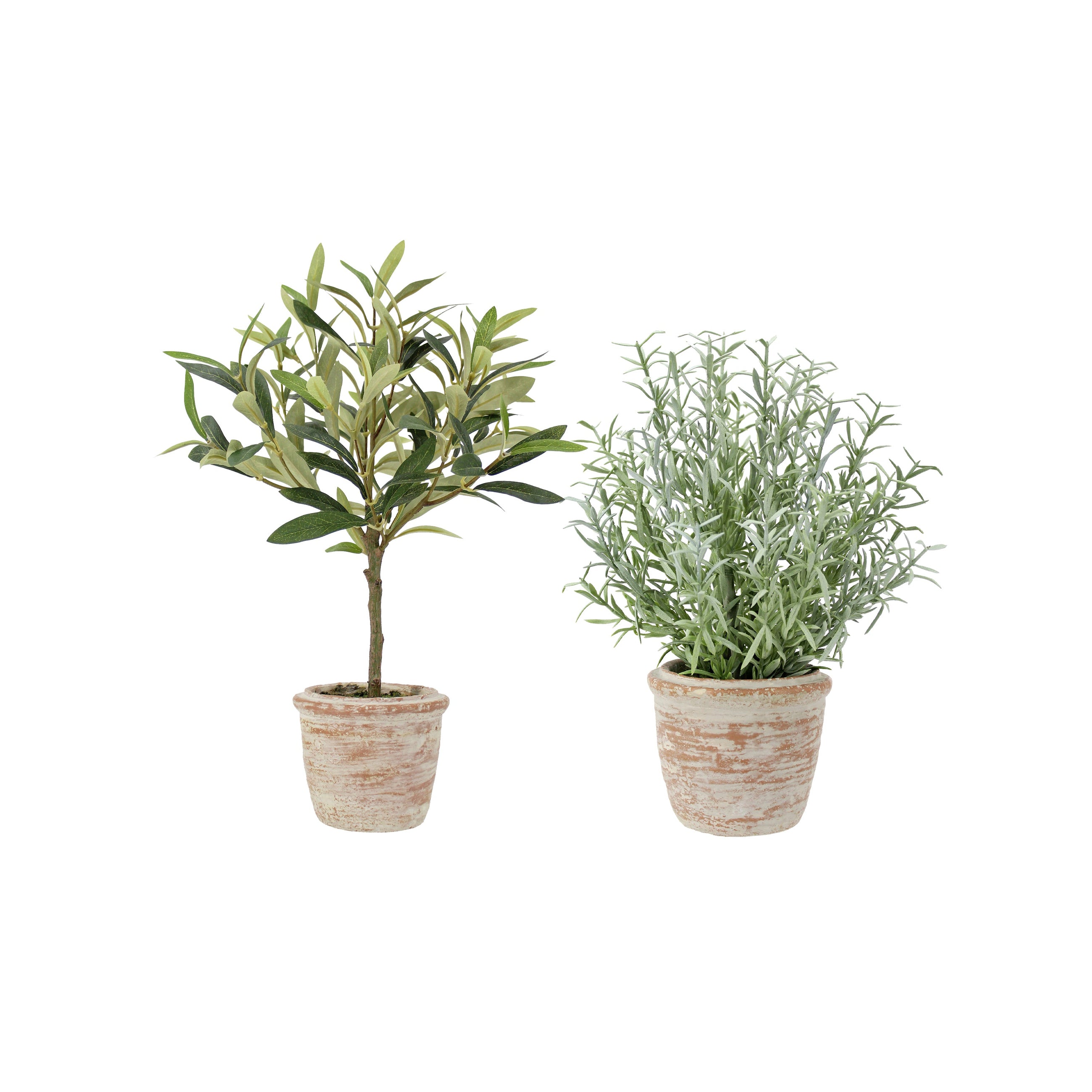 Artificial rosemary and olive topiary set in terracotta pots