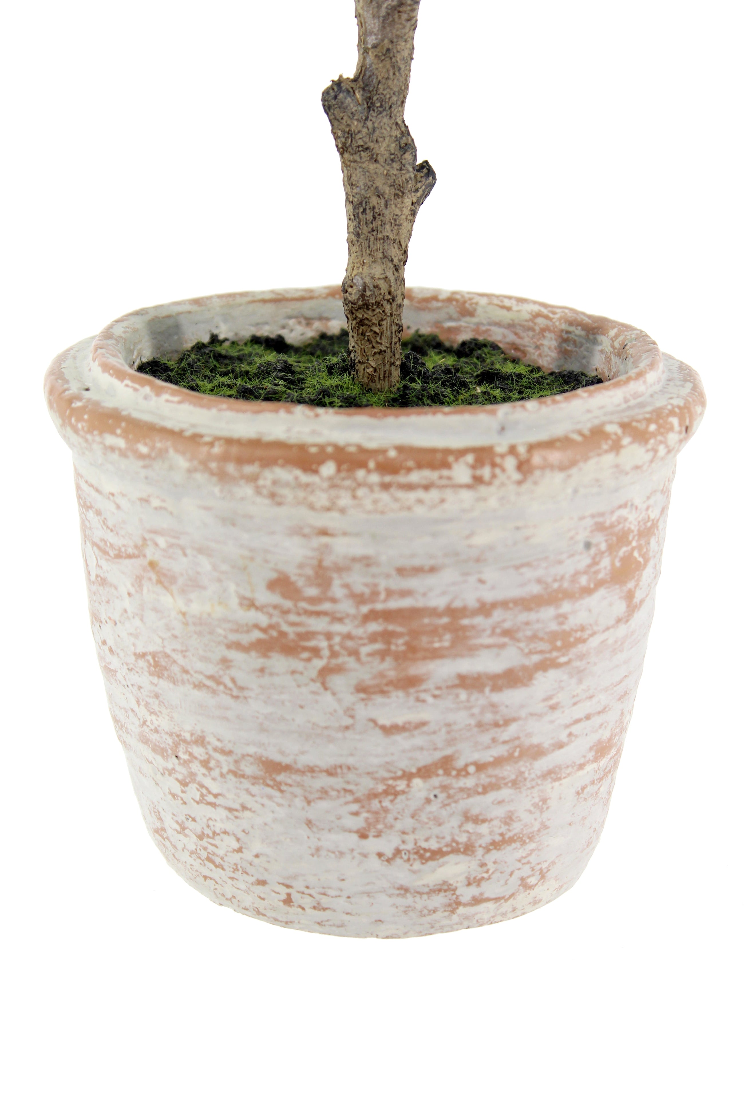 CG Hunter eucalyptus and citrus artificial plants in terracotta pots