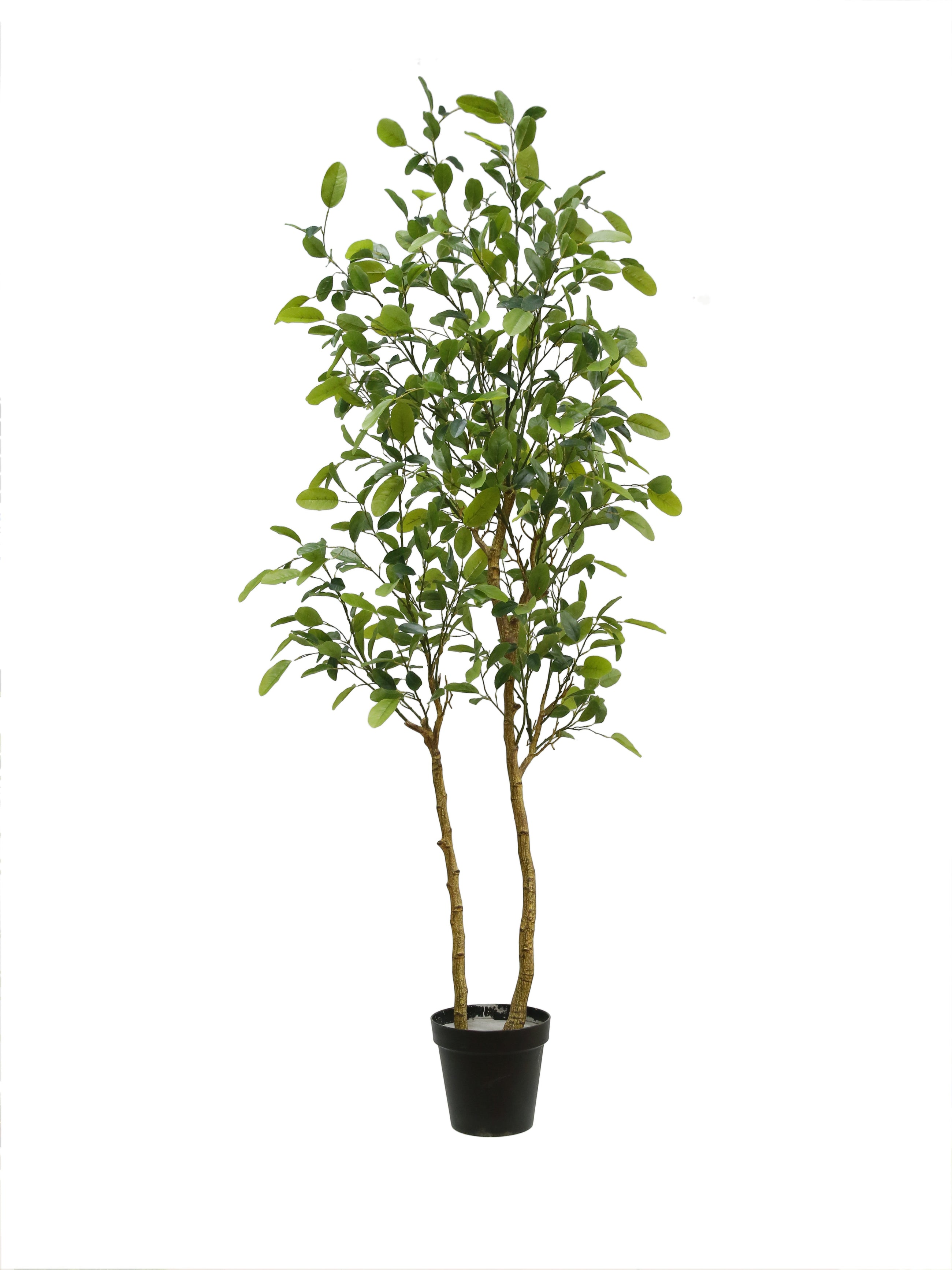 84" Citrus Lemon Tree