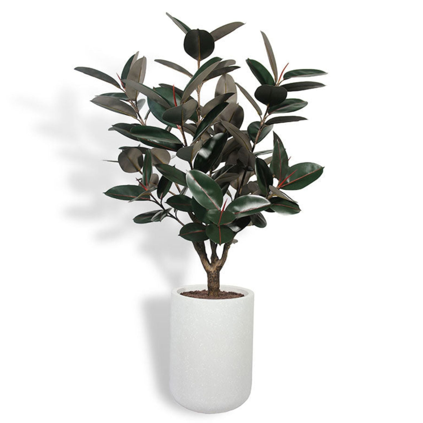 planter for rubber tree 60" Rubber Ficus Tree in Gray Planter