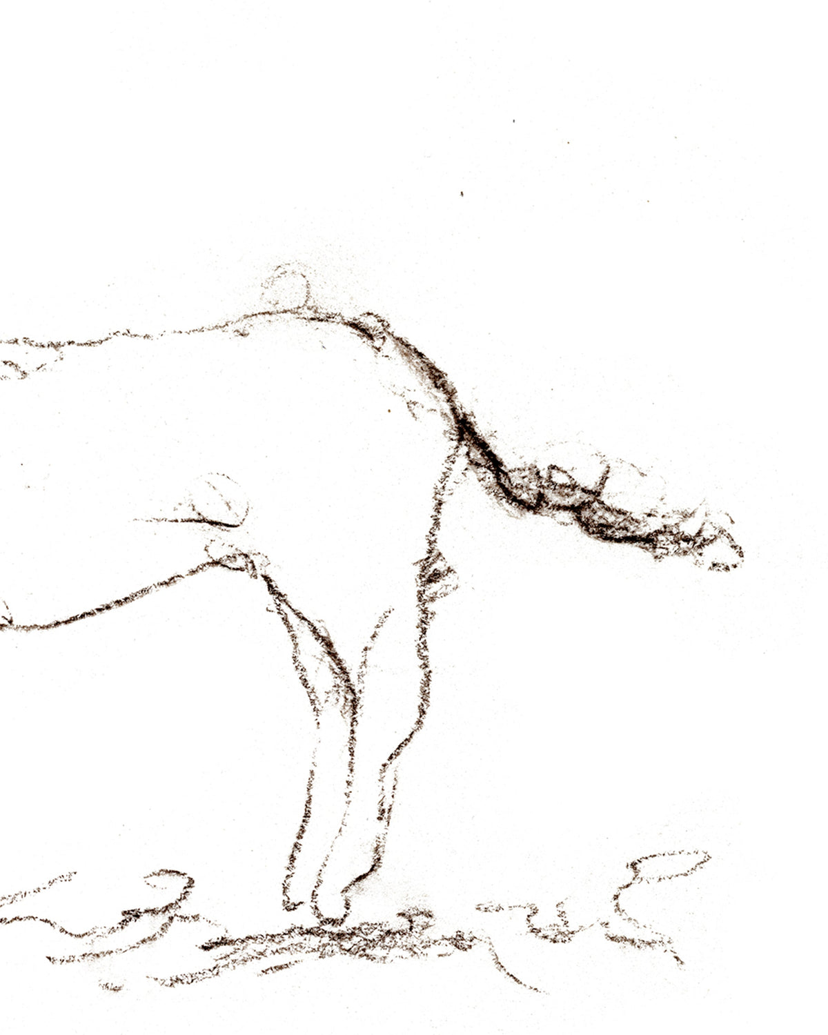 Horse Drawing
