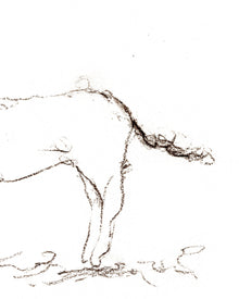 Horse Drawing