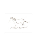 Horse Drawing