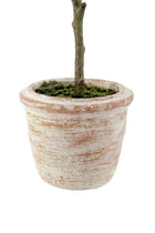 12" Rosemary & 16" Olive Topiary Set