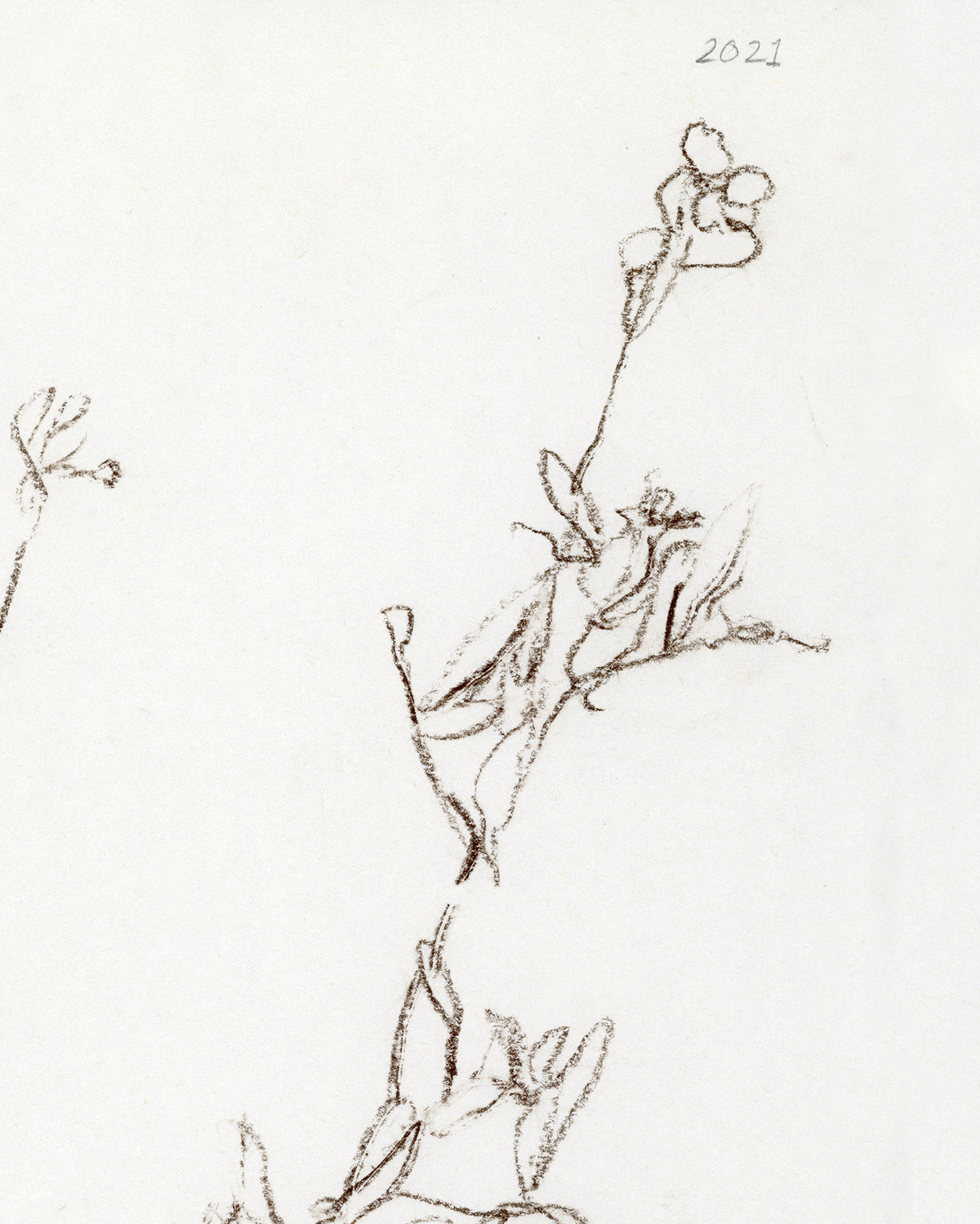 Botanical Study I