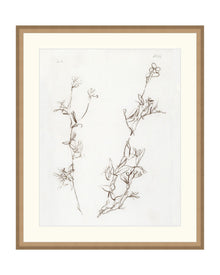 Botanical Study I