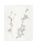 Botanical Study I