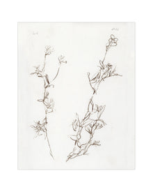 Botanical Study I