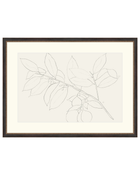 Lemon Branch Drawing