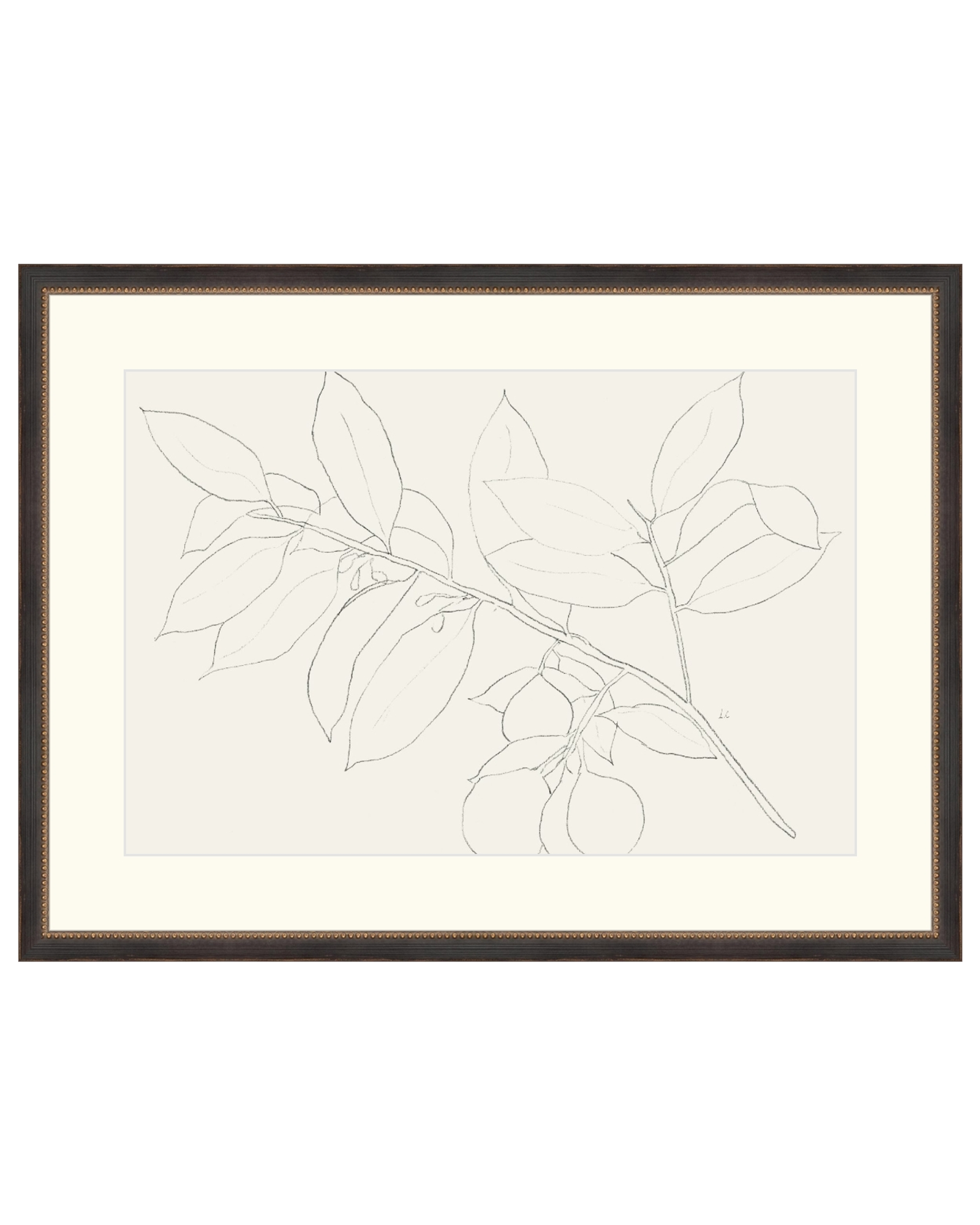 Lemon Branch Drawing
