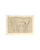 Mare and Foal