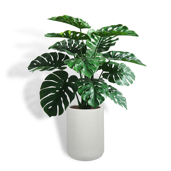 monstera grande 48