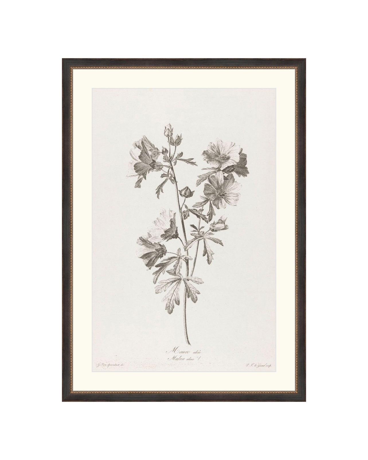 Floral Drawing