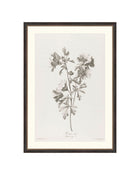 Floral Drawing