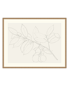 Lemon Branch Drawing