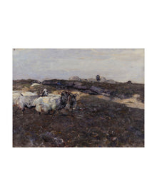 Sheep Flock