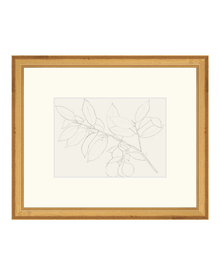 Lemon Branch Drawing