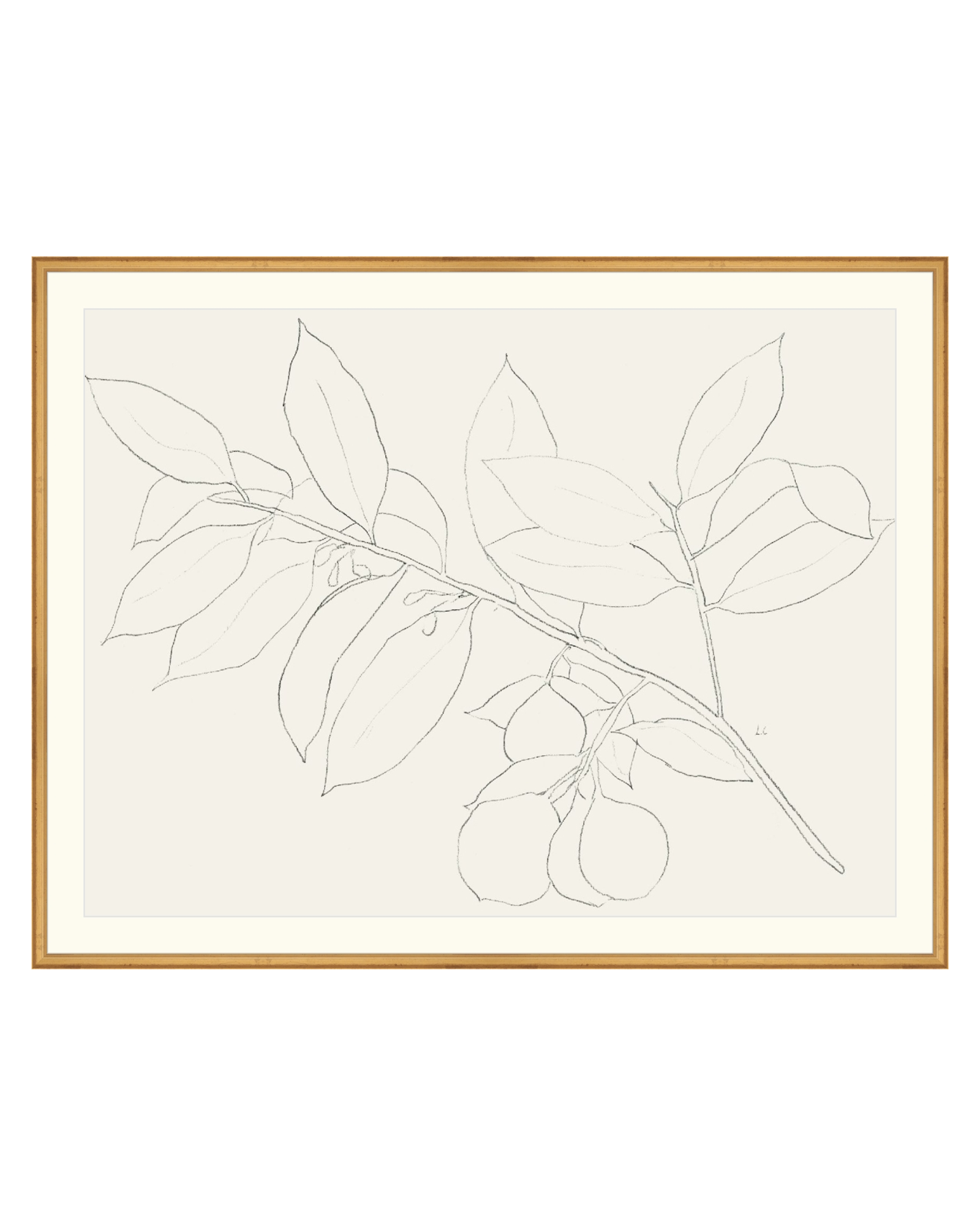 Lemon Branch Drawing