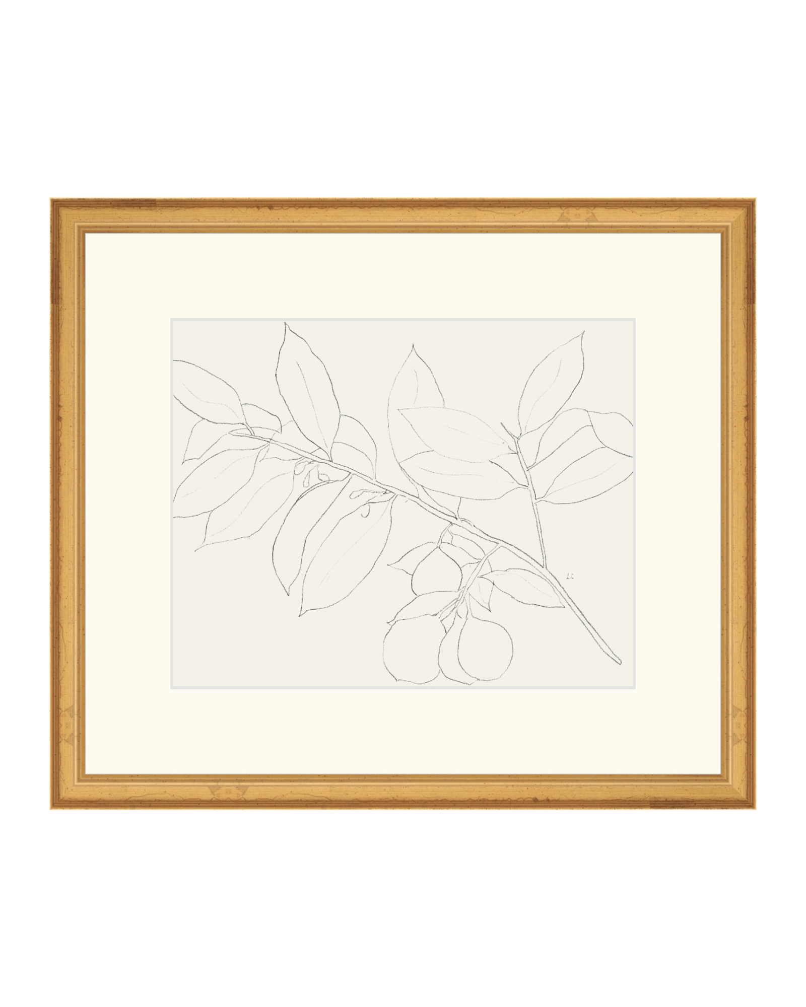 Lemon Branch Drawing