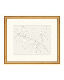 Lemon Branch Drawing