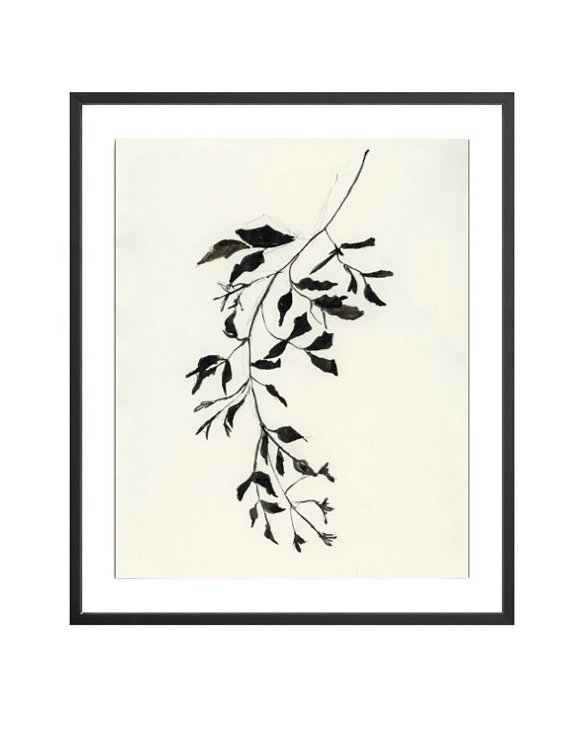 Botanical Ink Study II