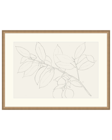 Lemon Branch Drawing