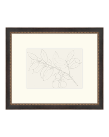 Lemon Branch Drawing