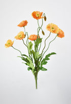 Orange Poppy Bush