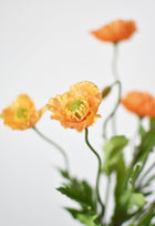 Orange Poppy Bush