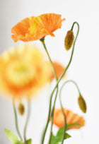 Orange Poppy Bush