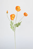 Orange Poppy Flowers