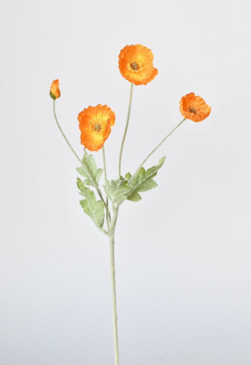 Orange Poppy Flowers