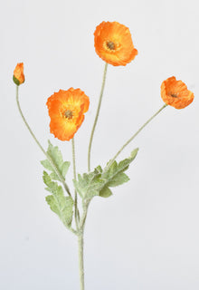 Orange Poppy Flowers
