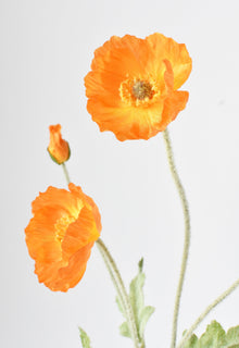 Orange Poppy Flowers