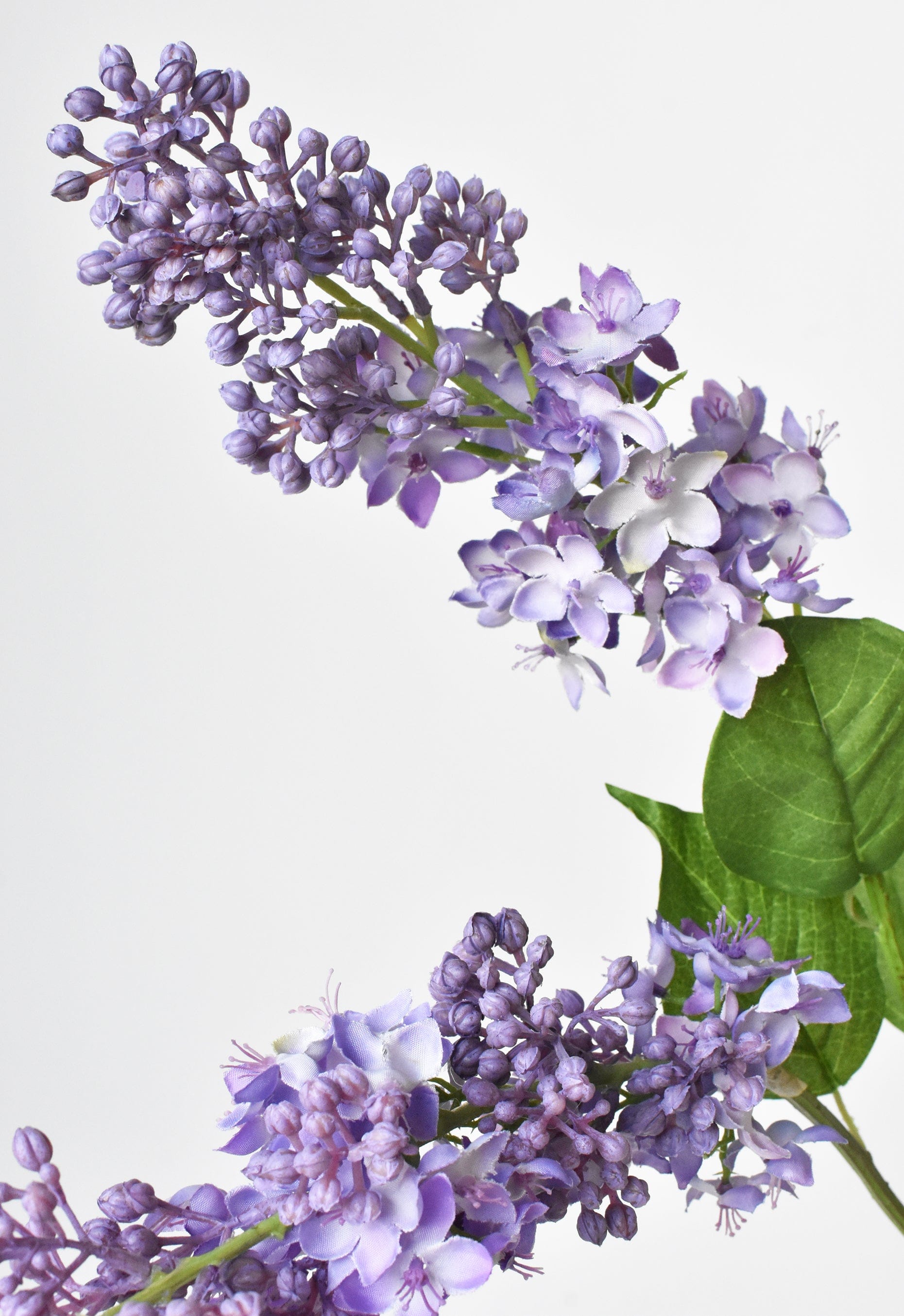 Purple Lilac Stems an Leaves