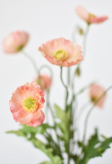 Poppy Bush Coral Orange Salmon Bush