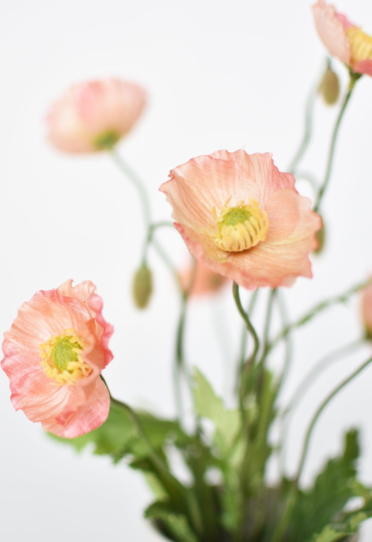 Poppy Bush Coral Orange Salmon Bush