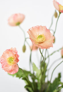 Poppy Bush Coral Orange Salmon Bush
