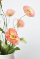 Poppy Bush Coral Orange Salmon Bush