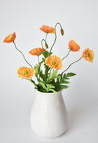 Orange Poppy Bush