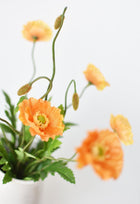 Orange Poppy Bush