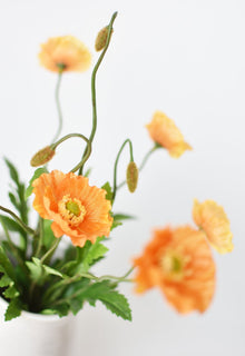 Orange Poppy Bush