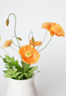 Orange Poppy Bush