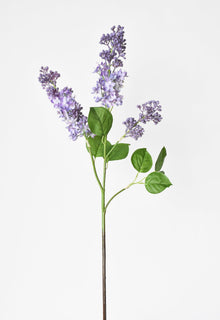 Purple Lilac Stems an Leaves