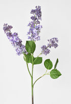 Purple Lilac Stems an Leaves