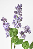 Purple Lilac Stems an Leaves