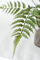 25" Artificial Forest Fern in Glass Vase