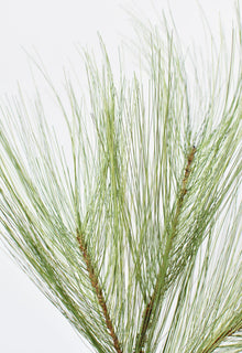 21” Long Needle Pine Spray