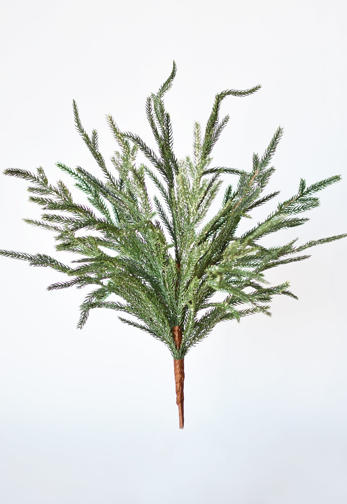 Norfolk Pine Branch