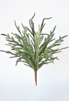 Norfolk Pine Branch